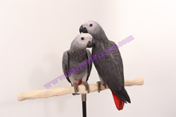 Pair of Congo African Grey Parrot babies available from Parrot Wizard