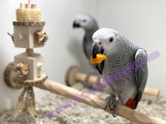 African Grey Eating in Enclosure