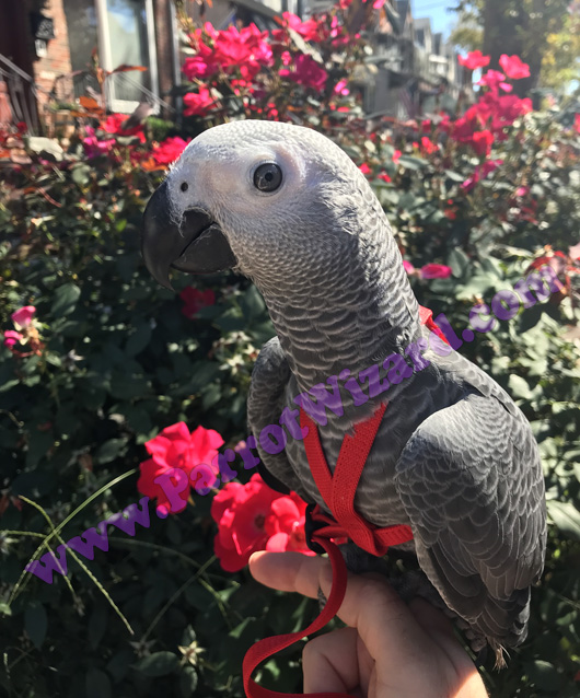 African Grey wearing a harness outside