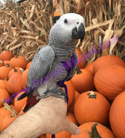 African Grey with pumpkins while wearing a harness