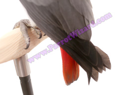 Baby Congo African Grey Parrot Tail