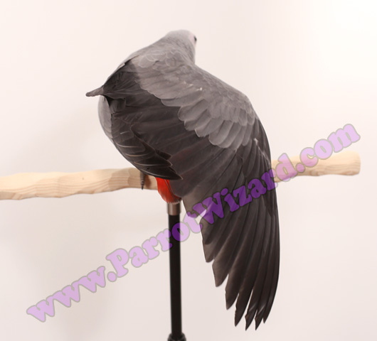 African Grey Parrot Wing Stretch