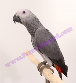 African Grey Parrot baby