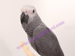 Baby Congo African Grey Parrot