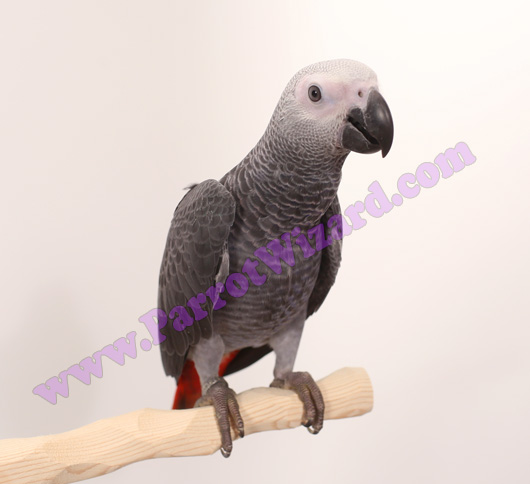 Congo African Grey Parrot Baby from Parrot Wizard