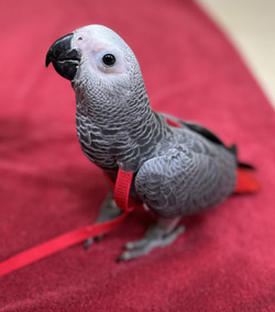 Baby Congo African Grey Parrot for Sale