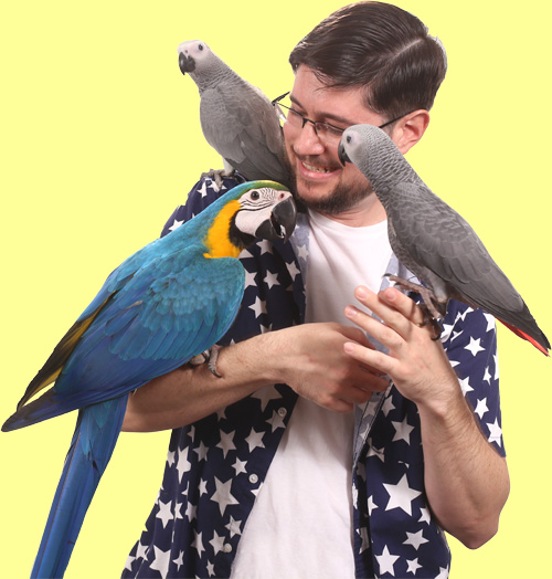 Parrot Wizard with Baby Blue and Gold Macaw and Congo African Grey Parrots