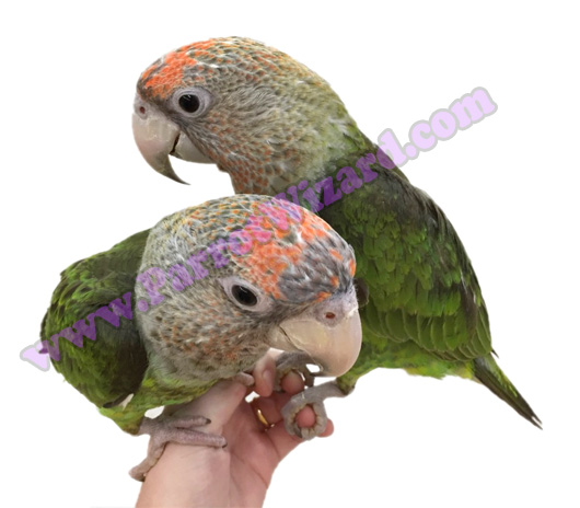 Baby Cape Parrots