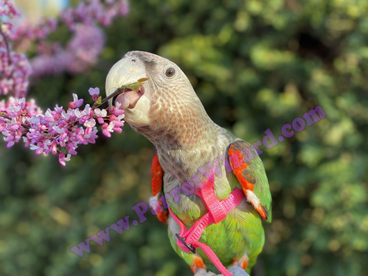 Truman Cape Parrot outside