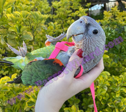 Harness Trained Cape Parrot