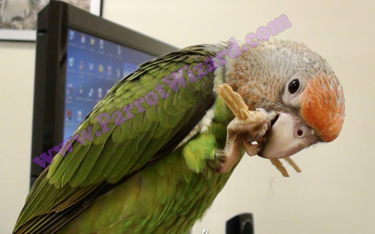 Baby Cape Parrots