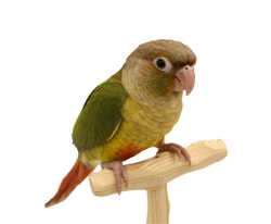 Sample Green Cheek Conure Baby - Pineapple Green Cheek Conure Mutation