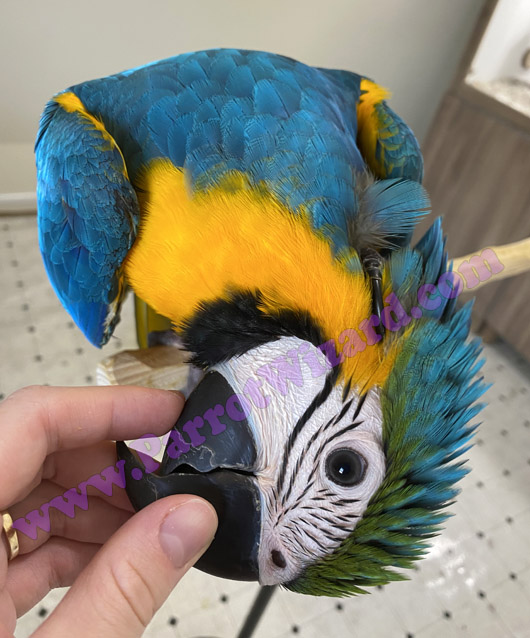 Cute baby Blue and Gold Macaw