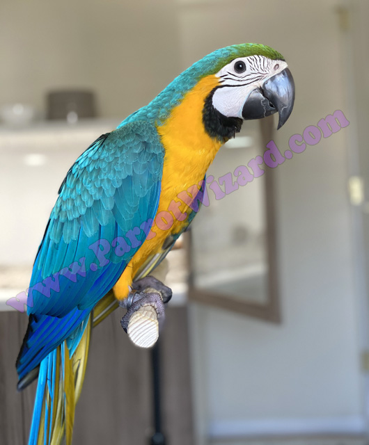 Cute baby Blue and Gold Macaw