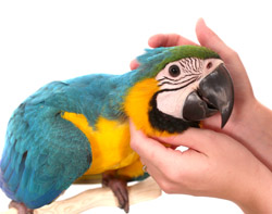 Blue and Gold Macaw baby available from Parrot Wizard