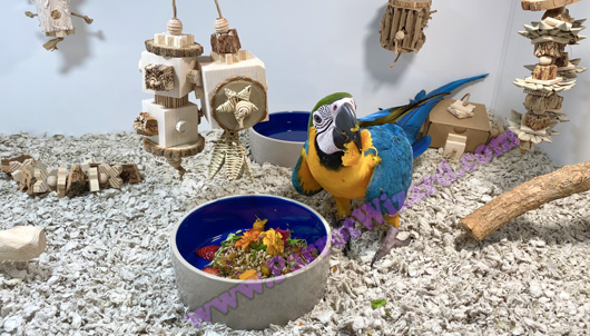 Baby Blue and Gold Macaw Eating in Enclosure