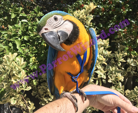 Baby Blue and Gold Macaw on Harness Leash Outside