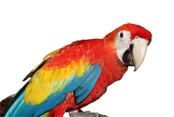 Baby Scarlet Macaw